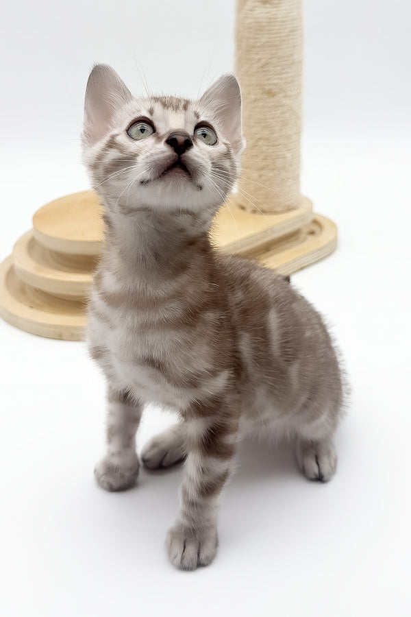 Figaro | Bengal Kitten