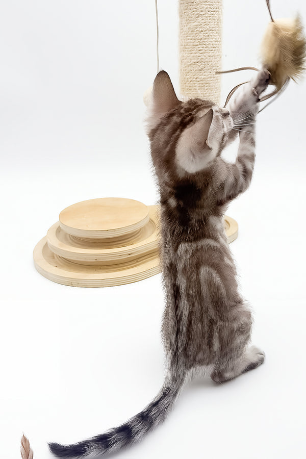 Figaro | Bengal Kitten