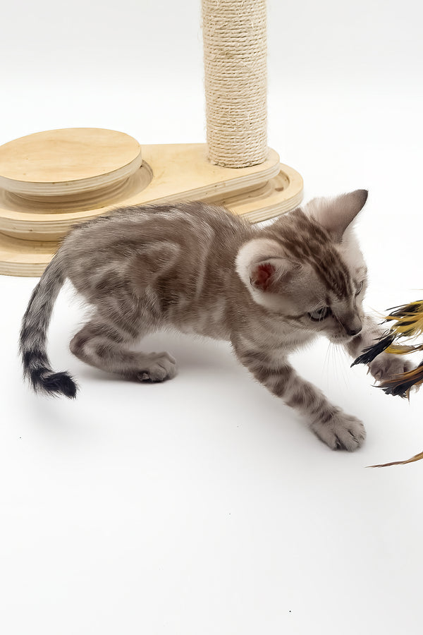 Figaro | Bengal Kitten