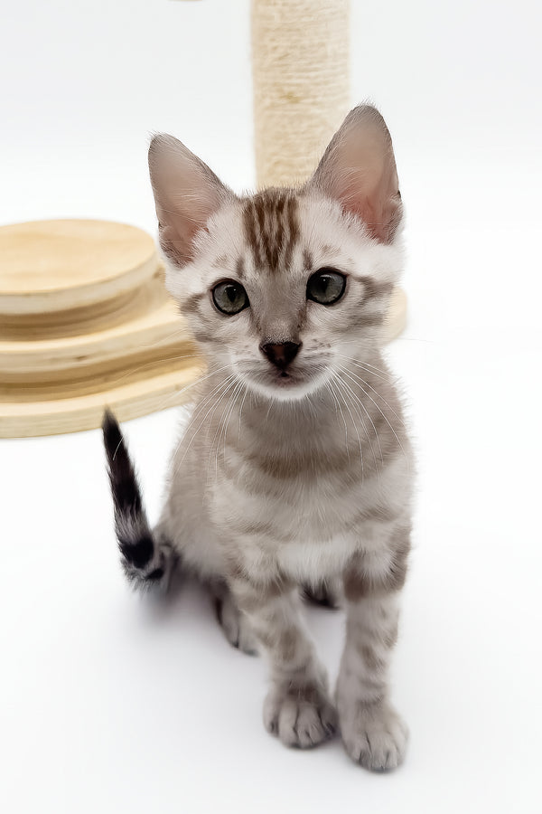 Figaro | Bengal Kitten