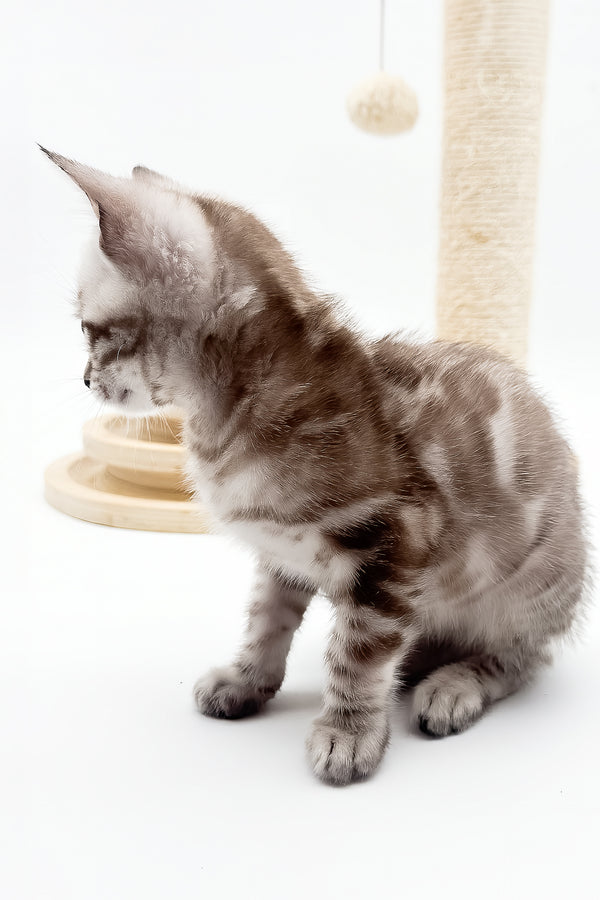 Figaro | Bengal Kitten