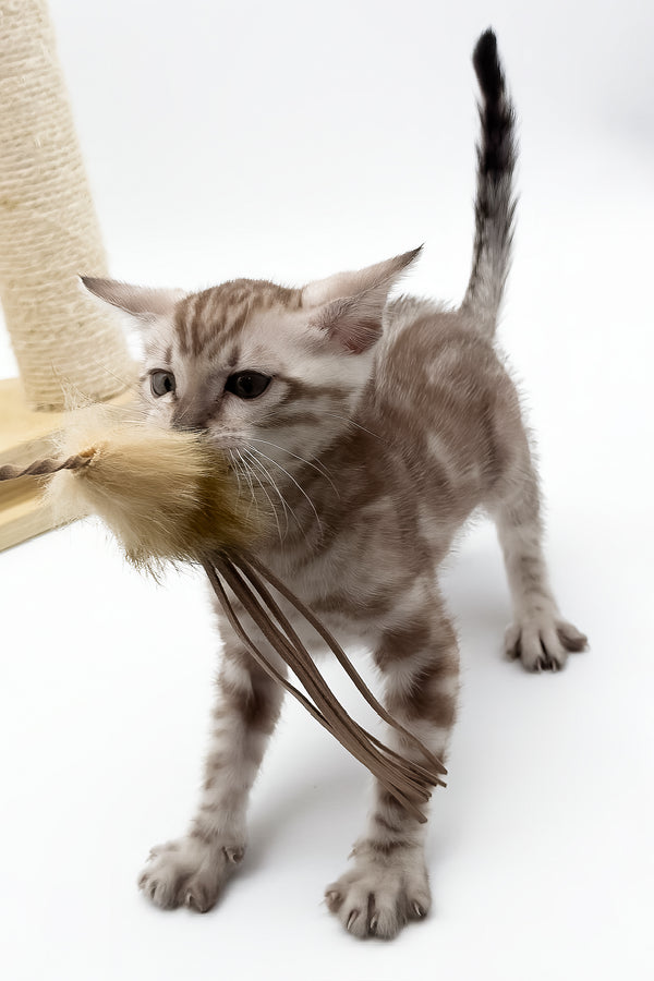 Figaro | Bengal Kitten