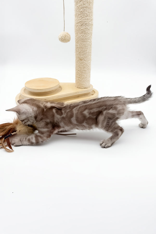 Figaro | Bengal Kitten