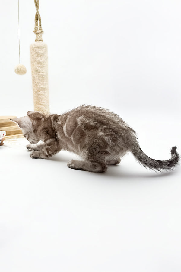 Figaro | Bengal Kitten