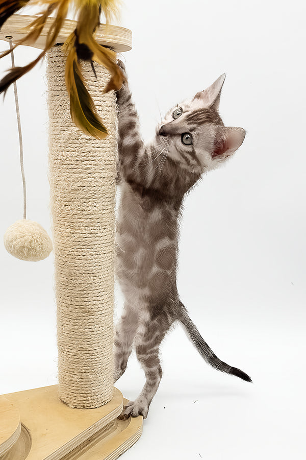 Figaro | Bengal Kitten