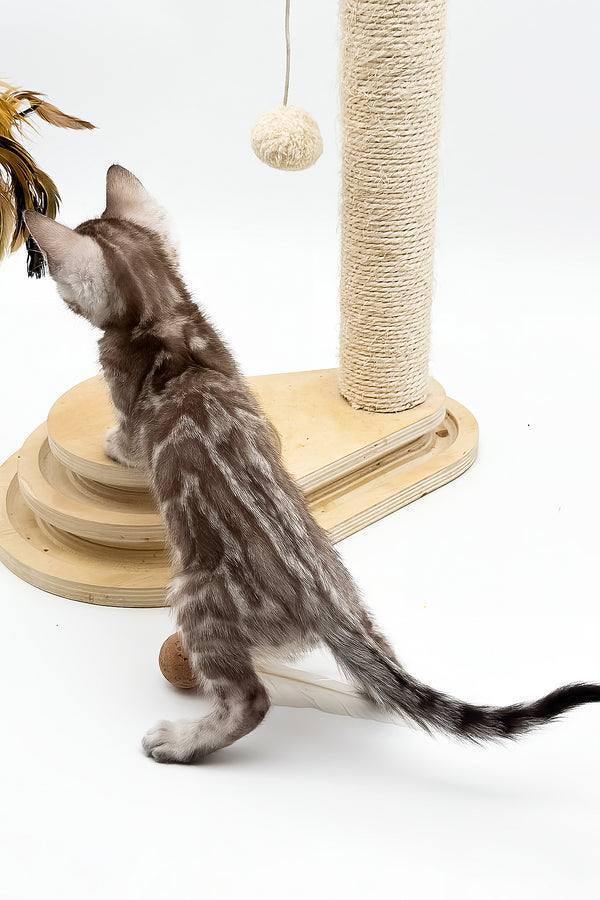 Figaro | Bengal Kitten