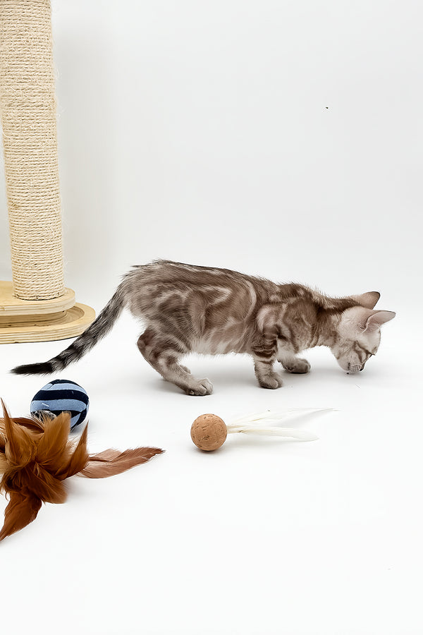 Figaro | Bengal Kitten