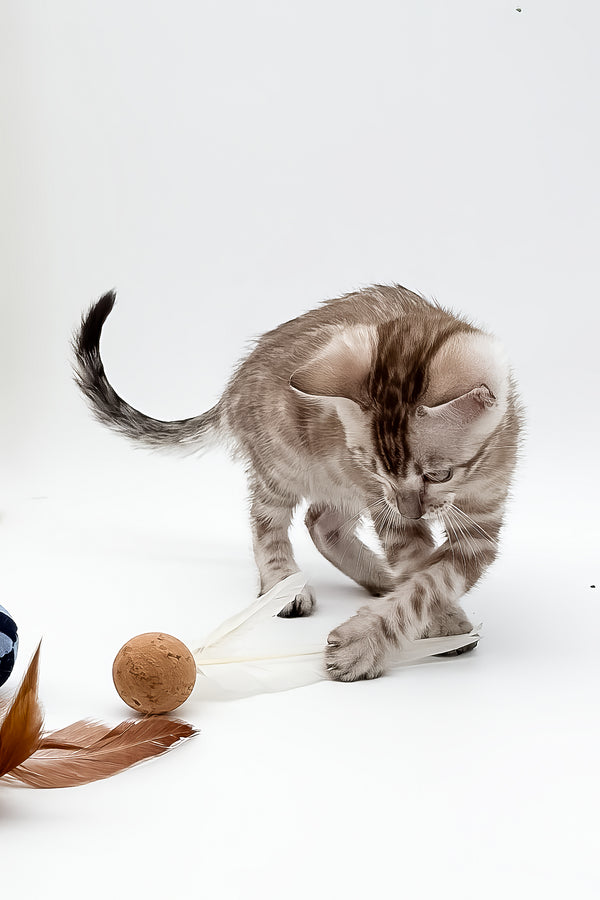 Figaro | Bengal Kitten