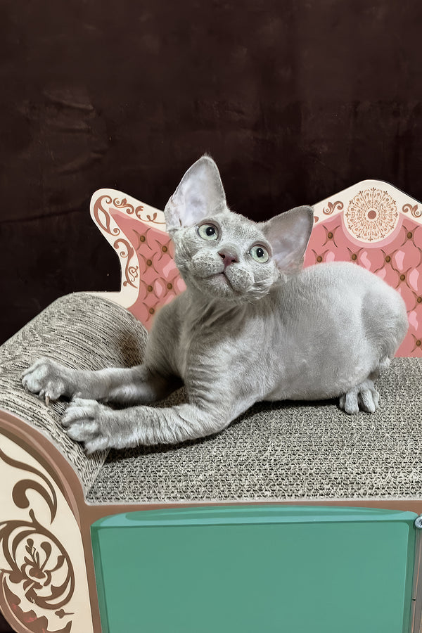 Figaro | Devon Rex Kitten