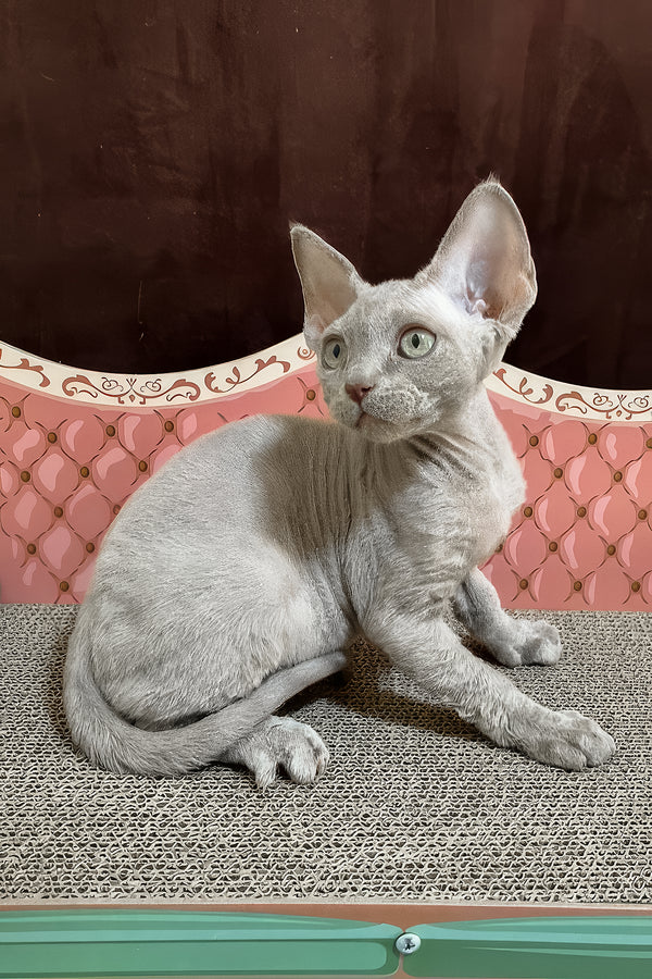 Figaro | Devon Rex Kitten