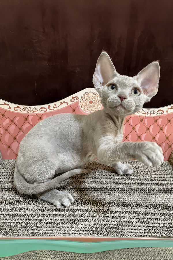 Figaro | Devon Rex Kitten