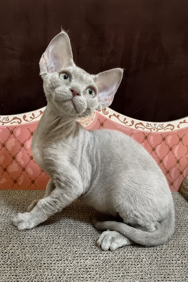 Figaro | Devon Rex Kitten