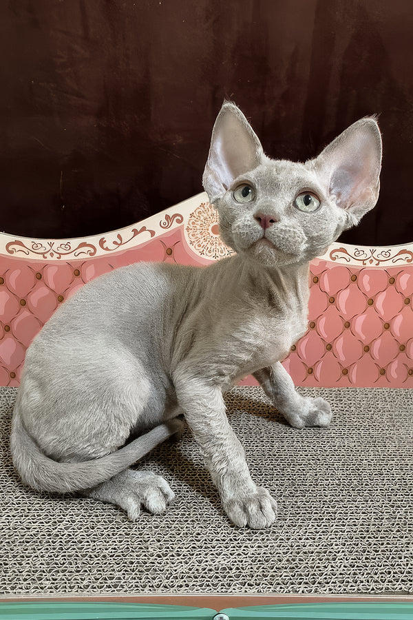 Figaro | Devon Rex Kitten