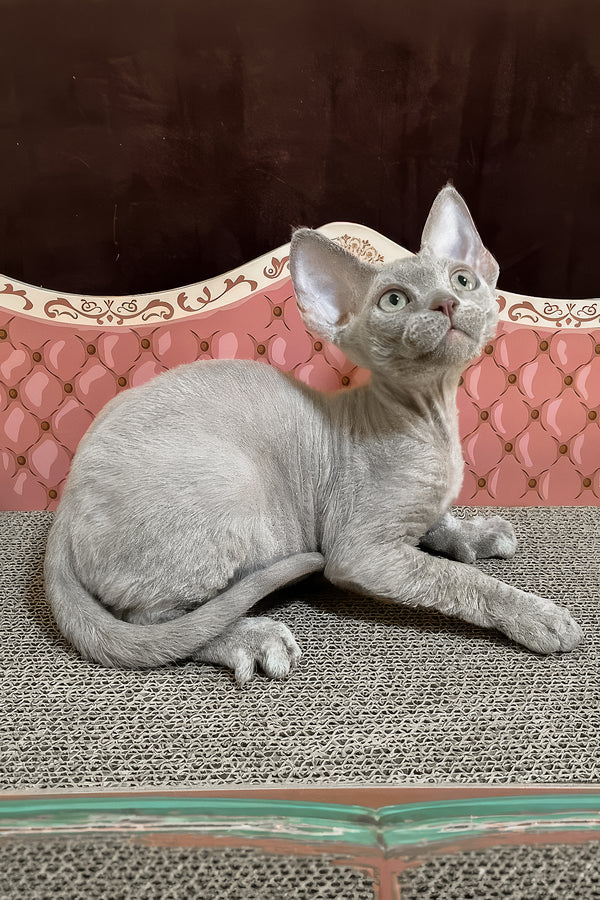 Figaro | Devon Rex Kitten