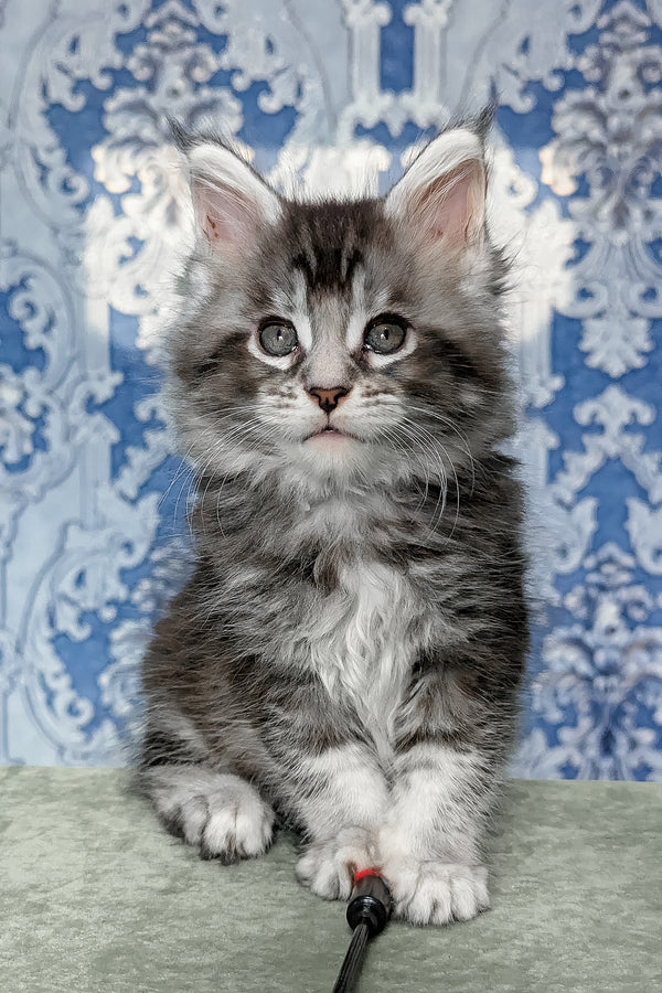 Filadelfia | Maine Coon Kitten