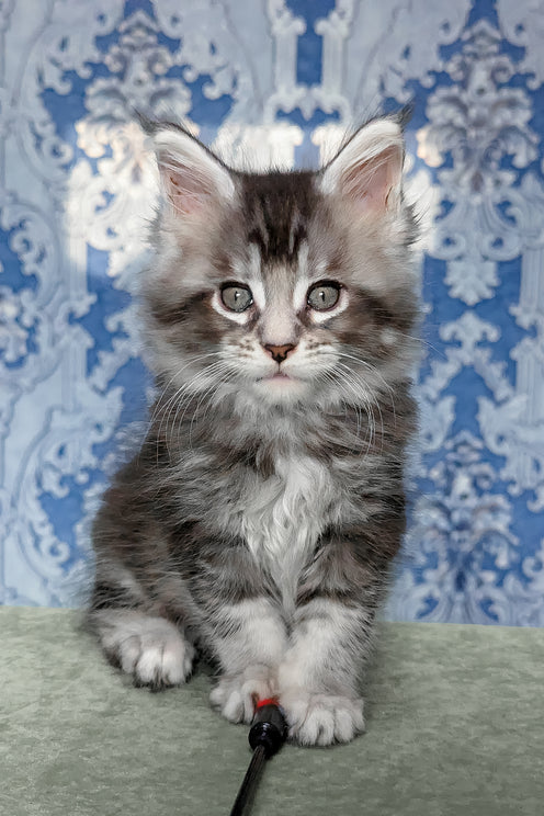 Filadelfia | Maine Coon Kitten
