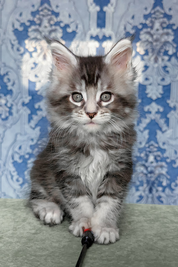 Filadelfia | Maine Coon Kitten