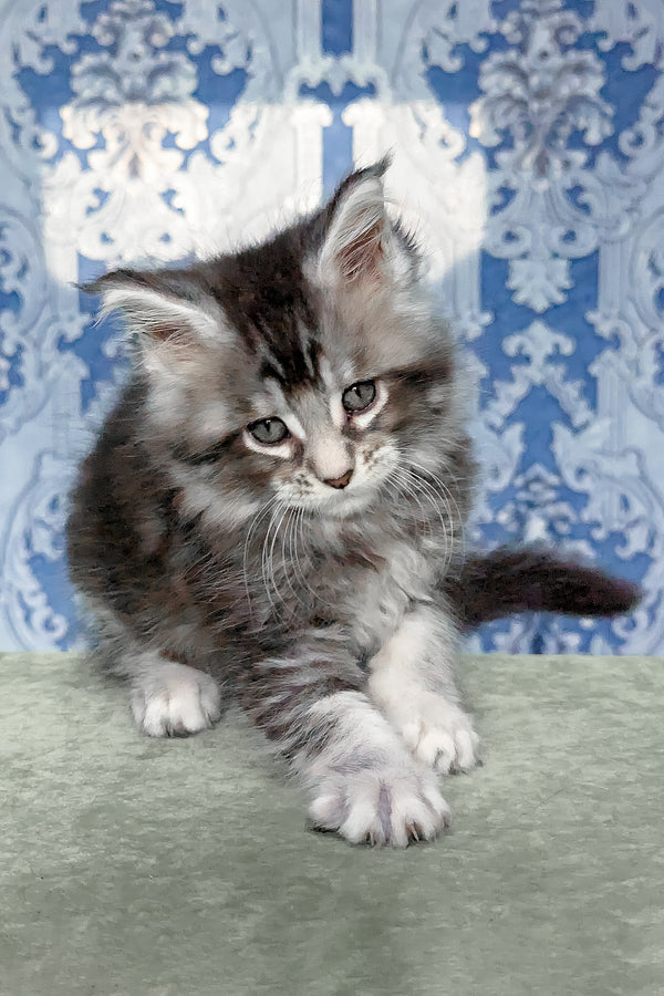 Filadelfia | Maine Coon Kitten