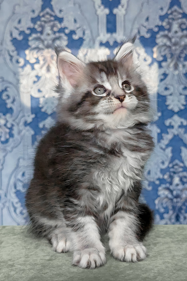 Filadelfia | Maine Coon Kitten