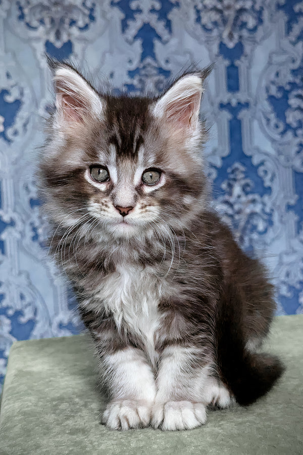 Filadelfia | Maine Coon Kitten