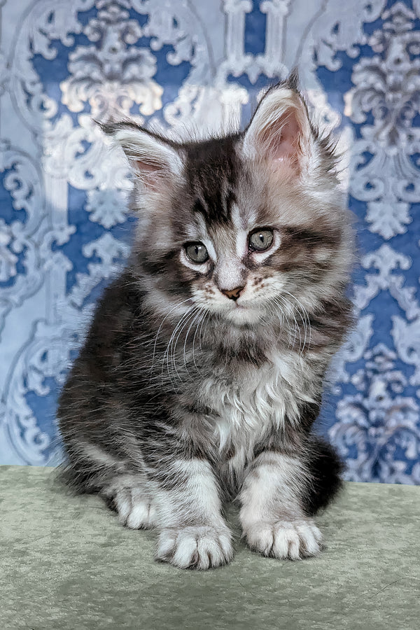 Filadelfia | Maine Coon Kitten