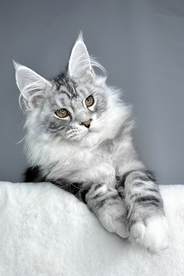 Filip | Maine Coon Kitten