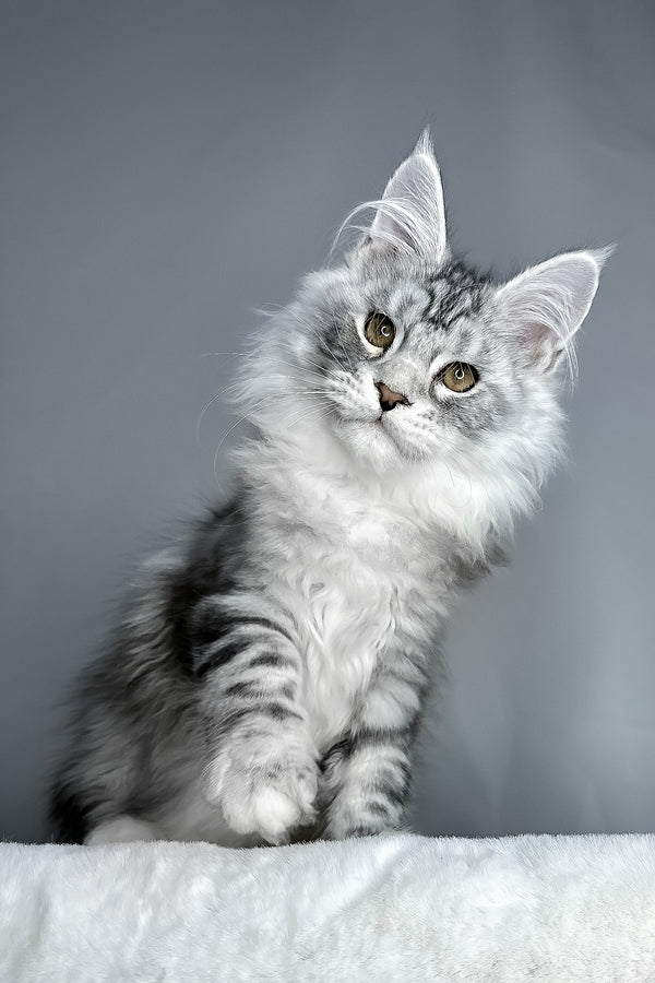 Filip | Maine Coon Kitten