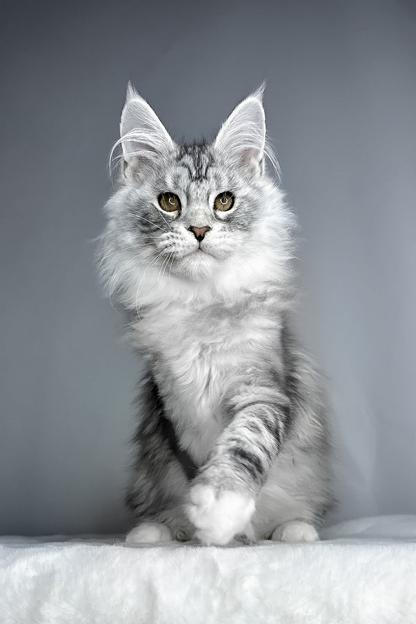 Filip | Maine Coon Kitten