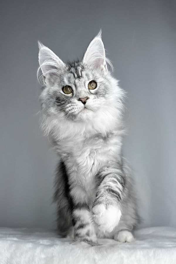 Filip | Maine Coon Kitten