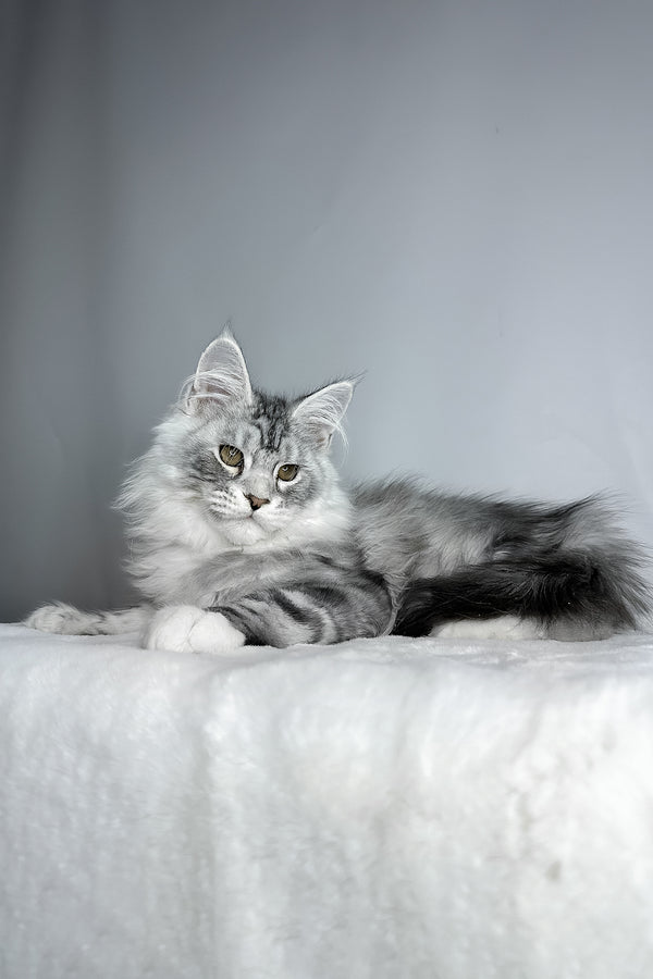 Filip | Maine Coon Kitten
