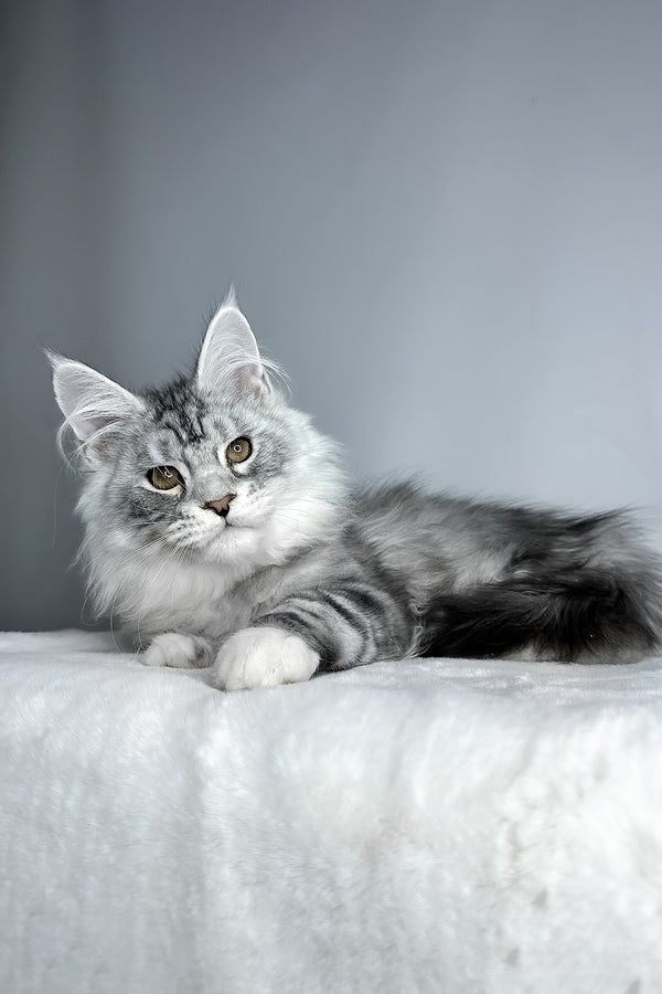 Filip | Maine Coon Kitten