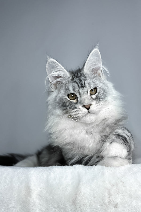 Filip | Maine Coon Kitten