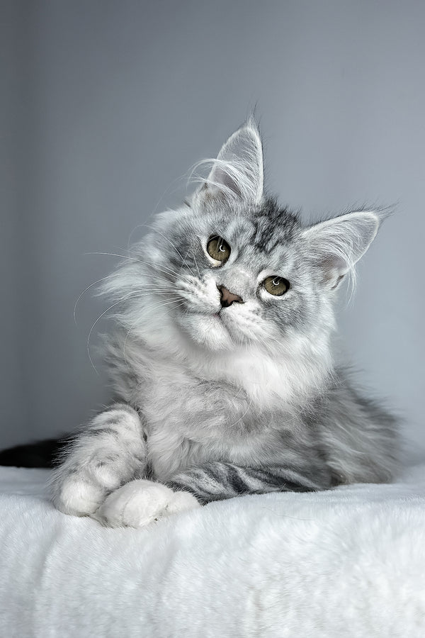 Filip | Maine Coon Kitten