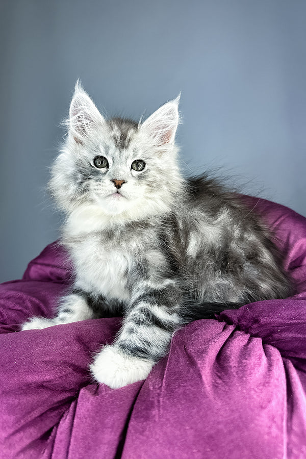A fluffy silver and gray maine coon kitten with striking green eyes sits on a plush purple cushion with health guarantee
