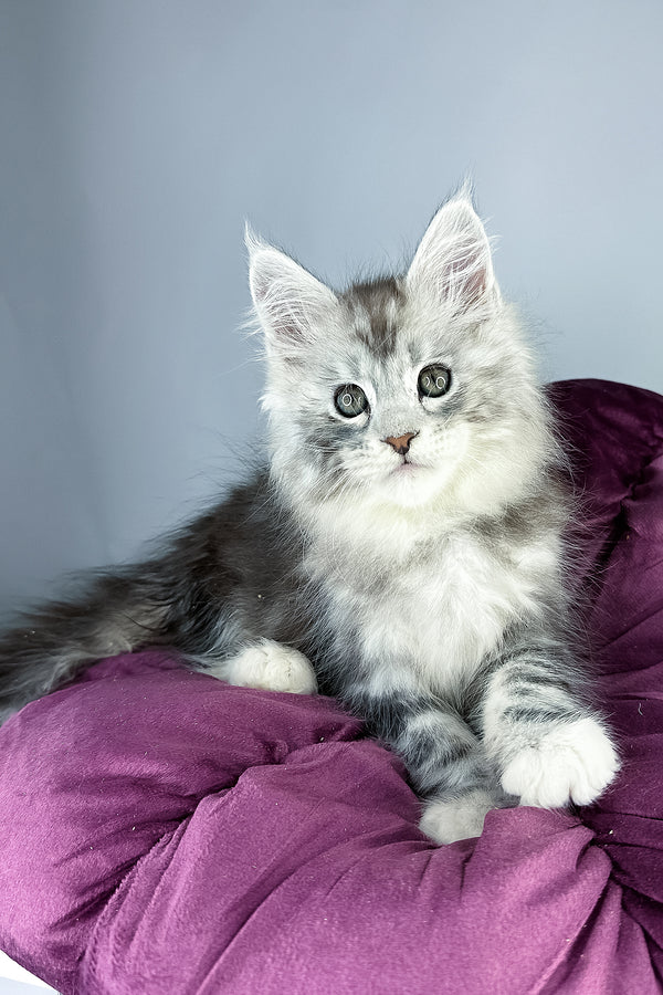Filip maine coon kitten silver gray fluffy with green eyes resting on purple cushion health guarantee included