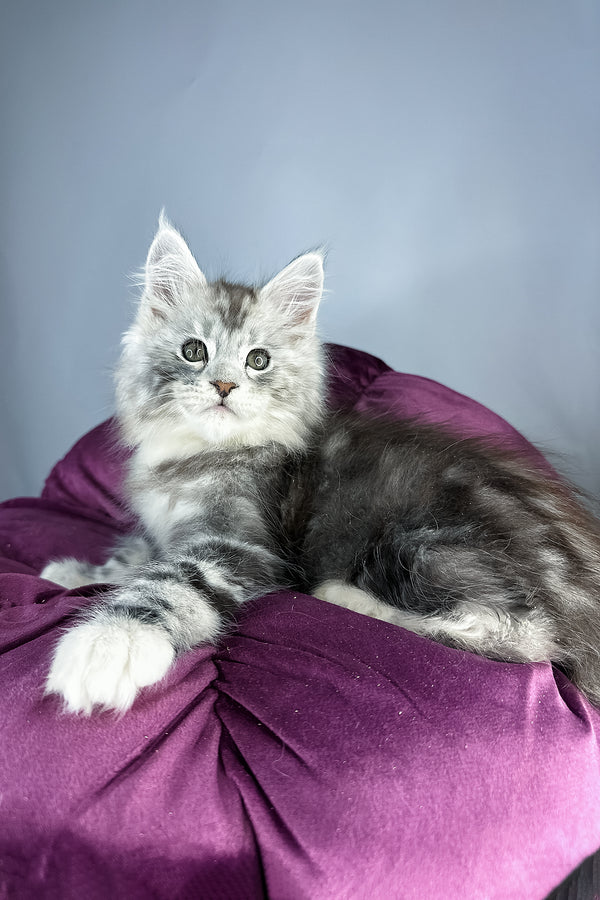 Fluffy maine coon kitten with silver gray black blotched tabby fur and green eyes resting on plush purple cushion health guarantee