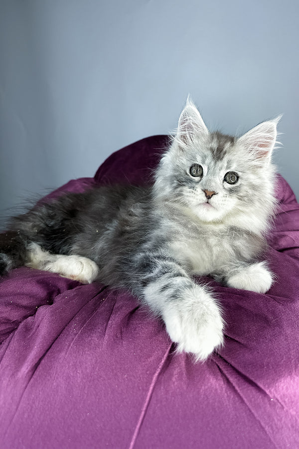 Filip maine coon kitten with gray white fur and green eyes lounges on plush purple cushion health guarantee included