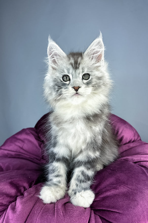 Filip maine coon kitten with fluffy silver gray fur and green eyes sits on plush purple cushion with health guarantee