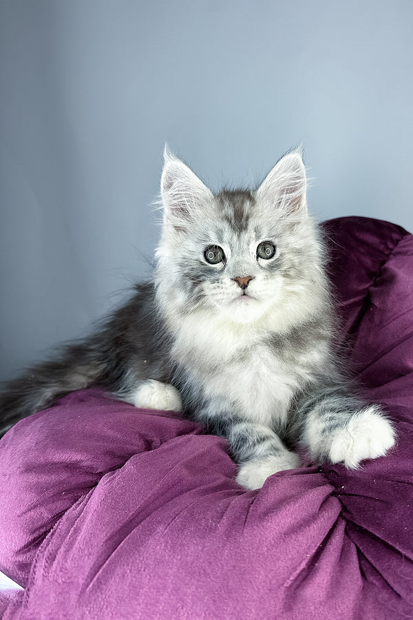 Fluffy silver and gray maine coon kitten with green eyes resting on purple cushion health guarantee included