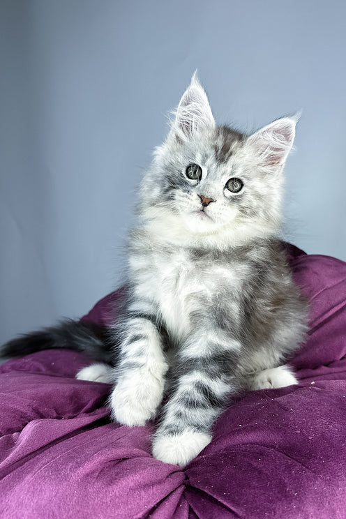 Filip | Maine Coon Kitten
