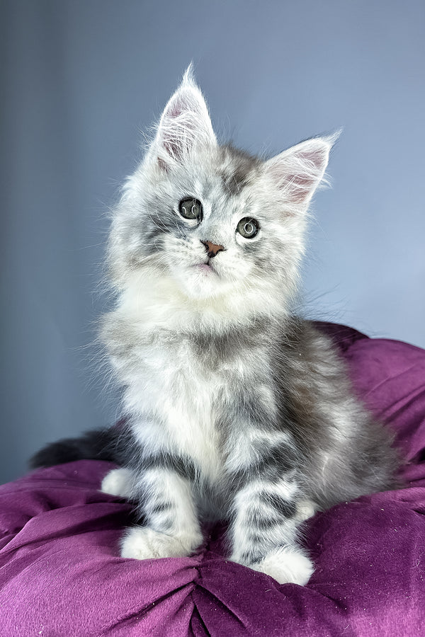 Filip maine coon kitten with black blotched tabby fur and striking green eyes sits on a plush purple cushion with health guarantee
