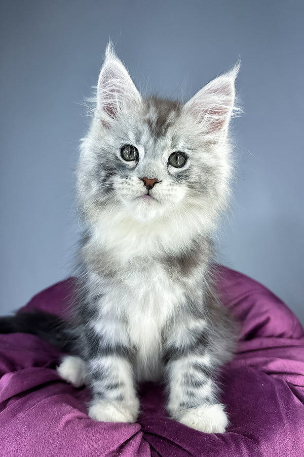 Filip maine coon kitten with fluffy silver gray black blotched tabby fur and green eyes on a plush purple cushion with health guarantee