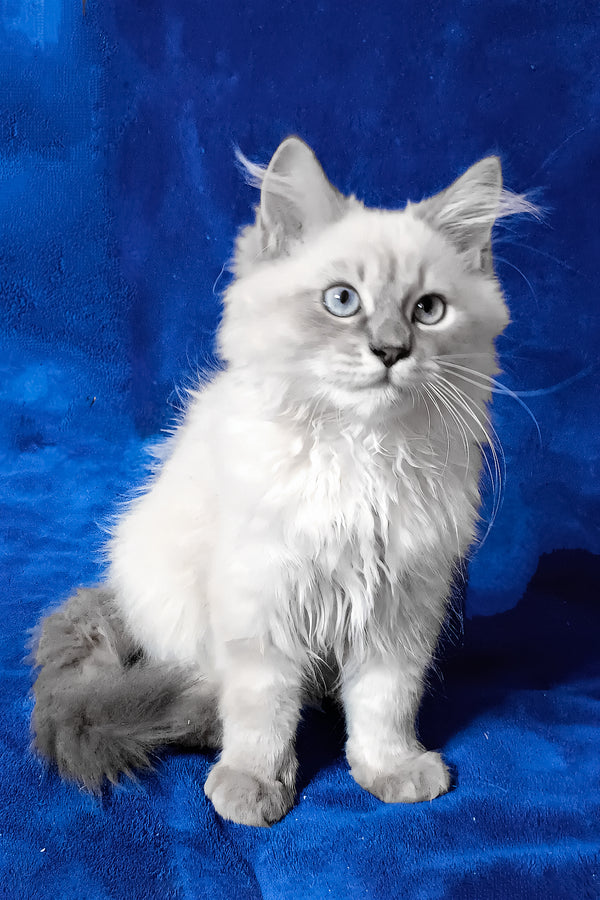 Finn | Siberian Kitten