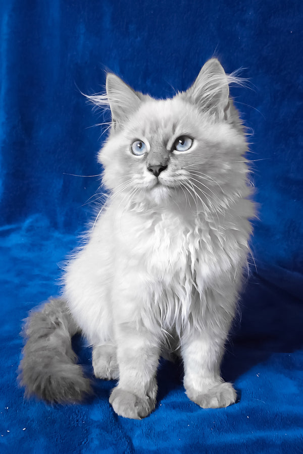 Finn | Siberian Kitten