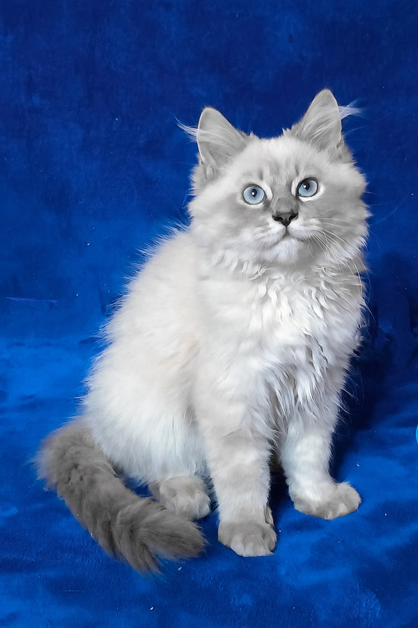 Finn | Siberian Kitten