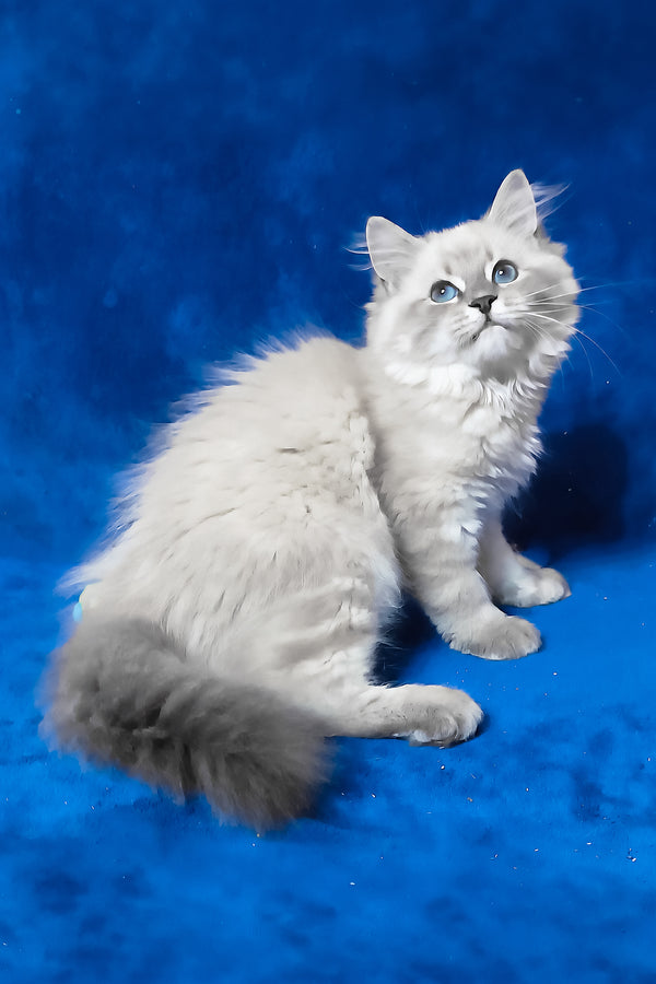 Finn | Siberian Kitten