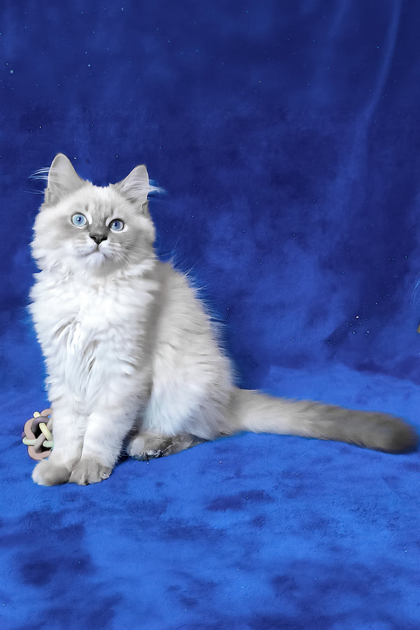 Finn | Siberian Kitten