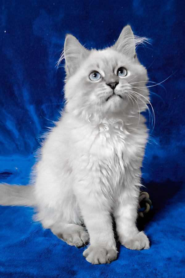 Finn | Siberian Kitten