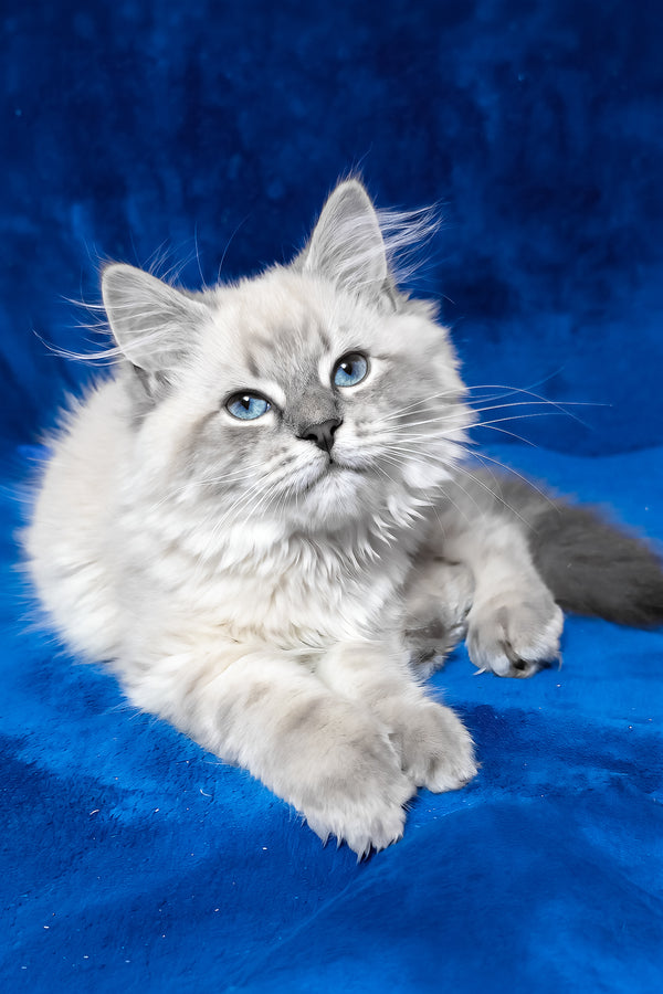 Finn | Siberian Kitten