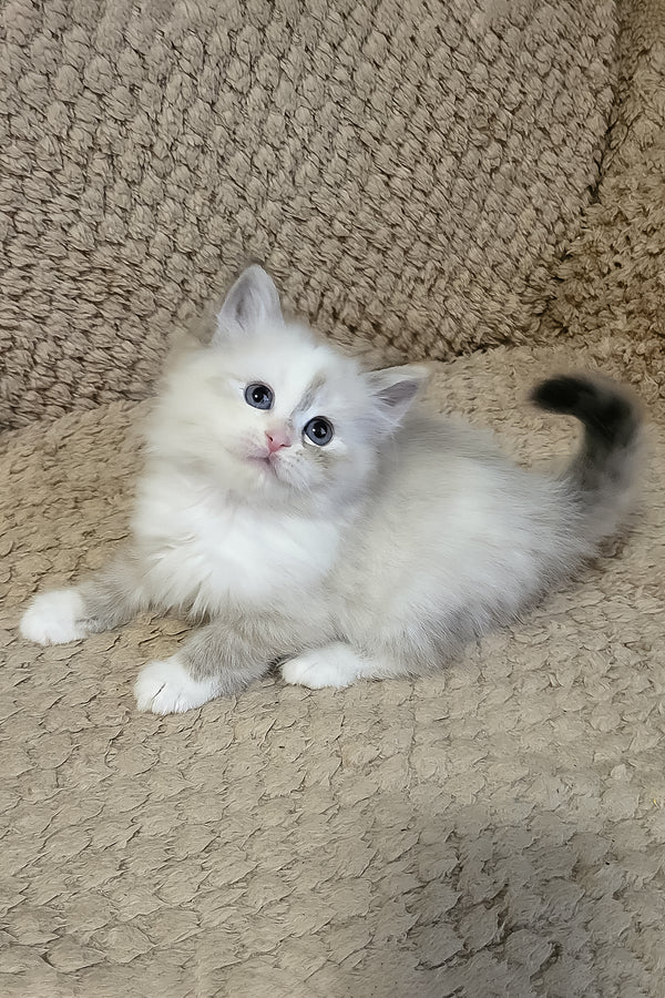 Fiona | Siberian Kitten